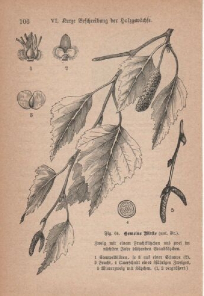 1891 - alter Druck, Holzschnitt - Gemeine Birke